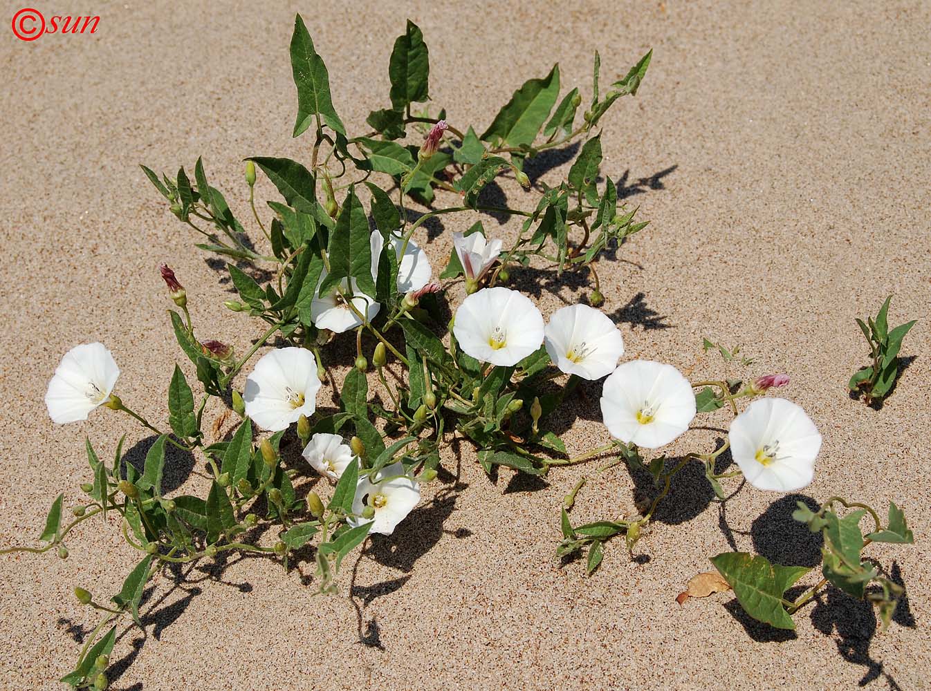Image of Convolvulus arvensis specimen.