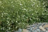 Crambe koktebelica