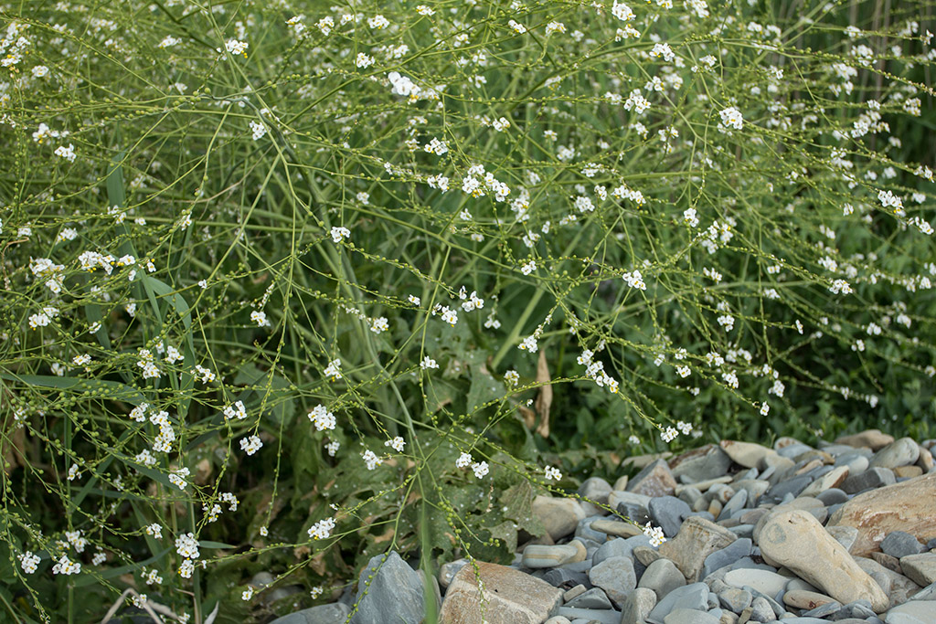 Изображение особи Crambe koktebelica.