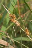 Carex serotina. Верхушка побега с отцветшим соцветием и соплодиями. Ленинградская обл., Гатчинский р-н, берег водоёма. 26.07.2014.