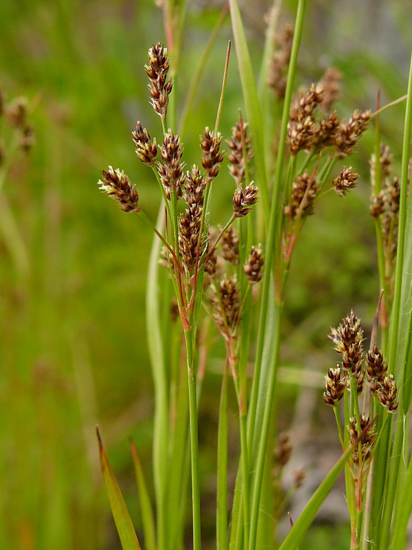 Image of Luzula pallescens specimen.