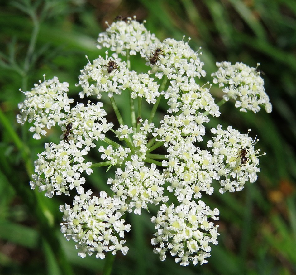 Image of Kadenia dubia specimen.
