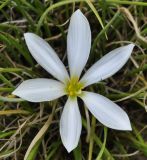 Zephyranthes candida