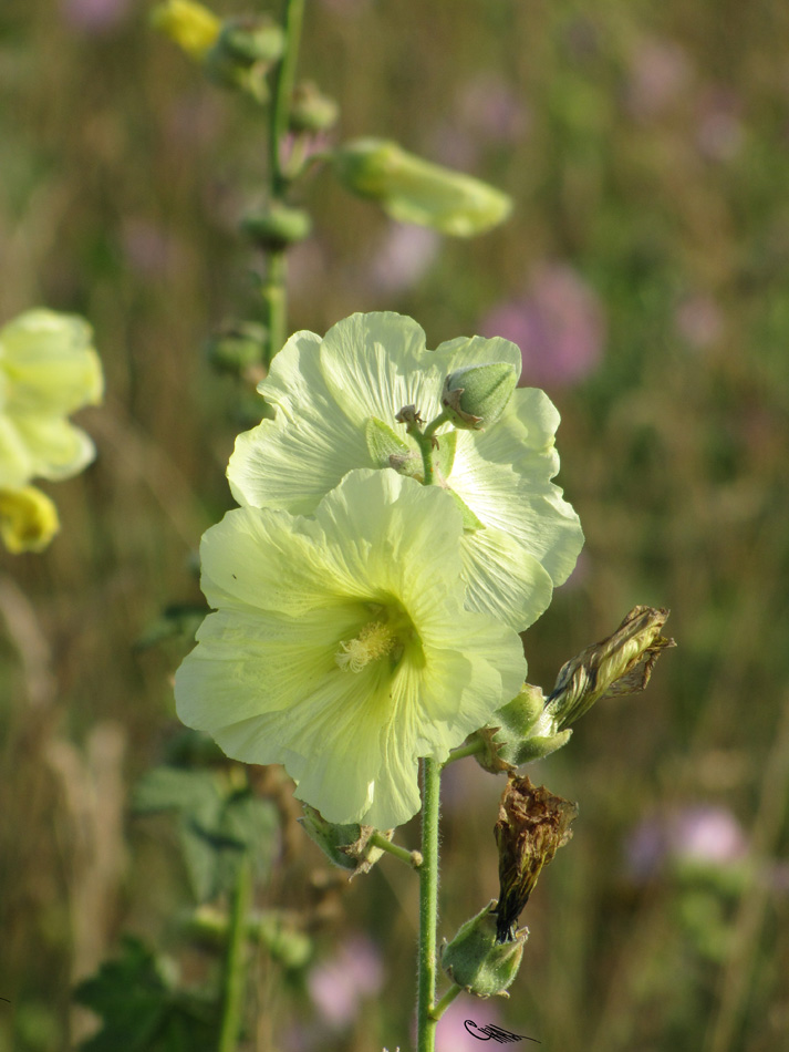 Image of Alcea frolowiana specimen.