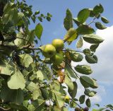 Malus orientalis