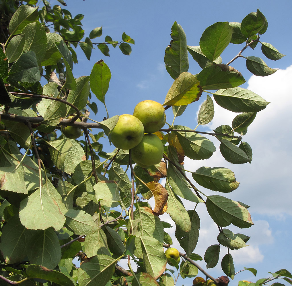 Изображение особи Malus orientalis.