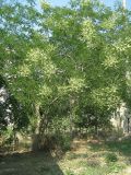 Styphnolobium japonicum. Цветущее растение. Крым, п-ов Тарханкут, пгт Черноморское. 19.07.2009.