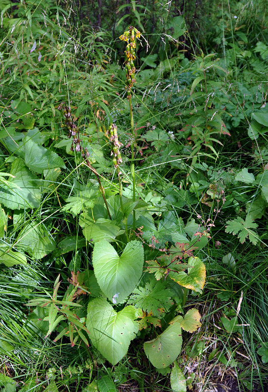 Image of Ligularia sibirica specimen.