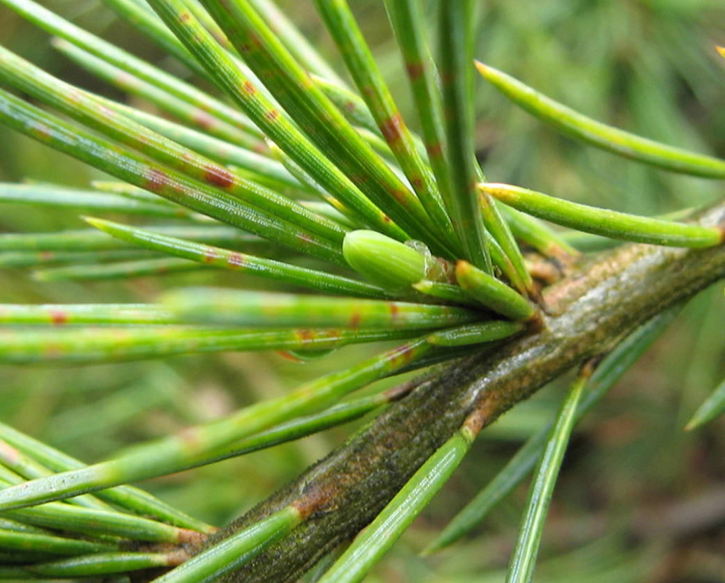 Изображение особи Cedrus deodara.