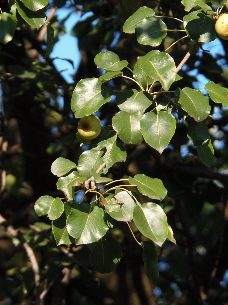 Изображение особи Pyrus pyraster.