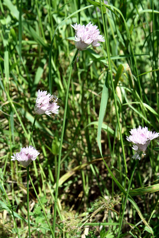 Изображение особи Allium umbilicatum.