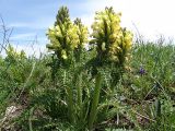 Pedicularis kaufmannii