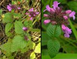 Clinopodium chinense