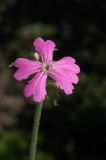 Lychnis flos-jovis