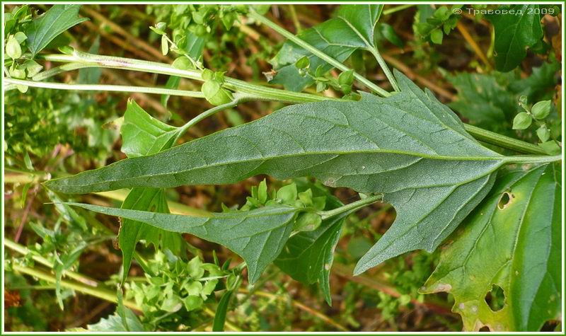 Изображение особи Atriplex sagittata.