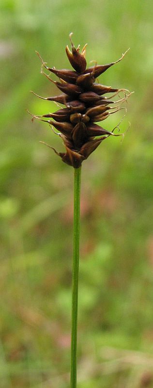 Image of Carex dioica specimen.