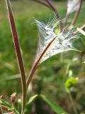 Epilobium hirsutum. Раскрывшийся плод с семенами. Ставропольский край, Благодарненский р-н, окр. с. Шишкино, поросший рогозом сильно обмелевший водоём. 19.09.2009.