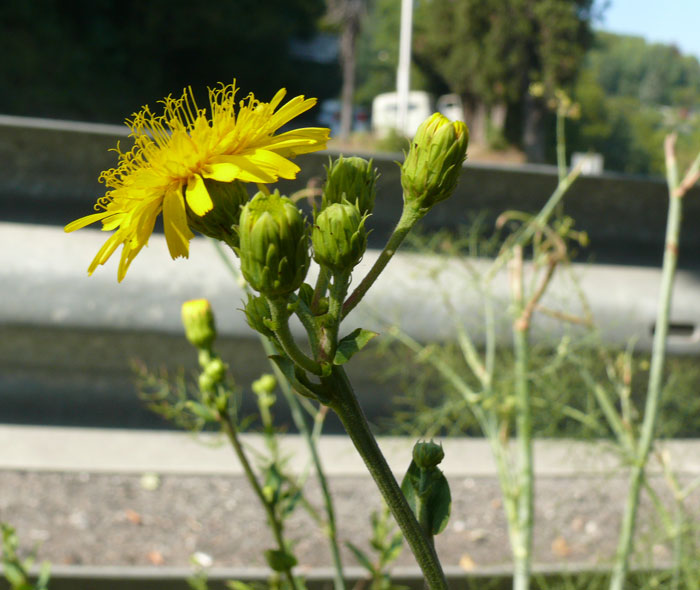 Изображение особи род Hieracium.