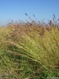 Bothriochloa ischaemum