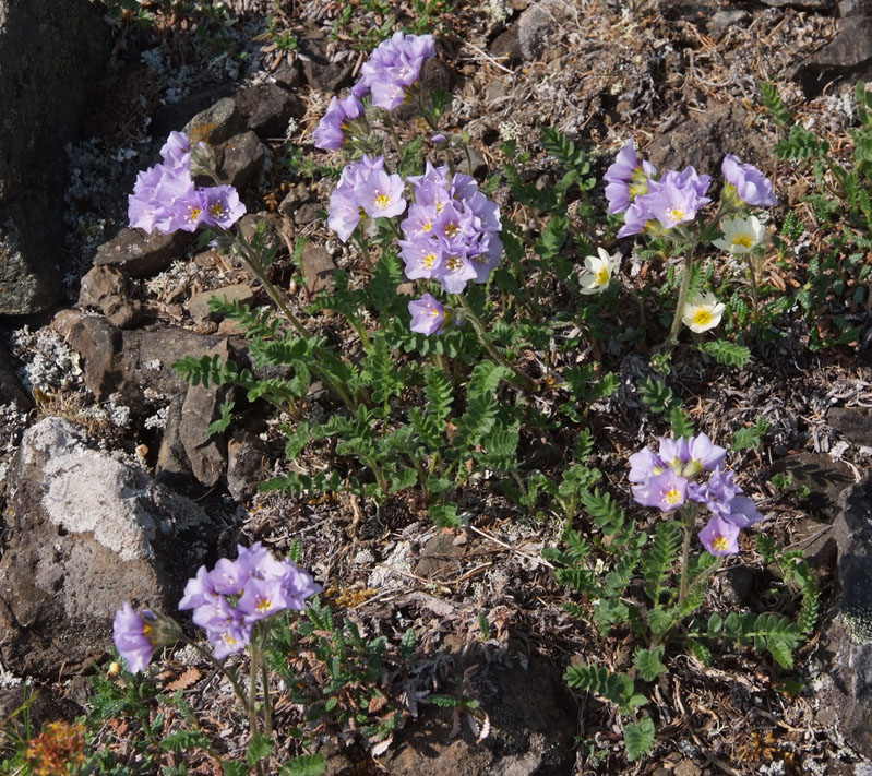 Изображение особи Polemonium boreale.