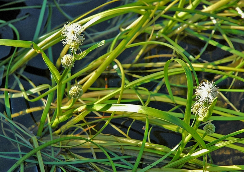 Image of Sparganium angustifolium specimen.