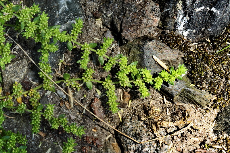 Image of Herniaria glabra specimen.