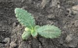 Cirsium vulgare