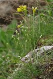 Gagea bulbifera. Цветущее растение. Западный Крым, скалы на южном берегу озера Донузлав. 20 апреля 2015 г.