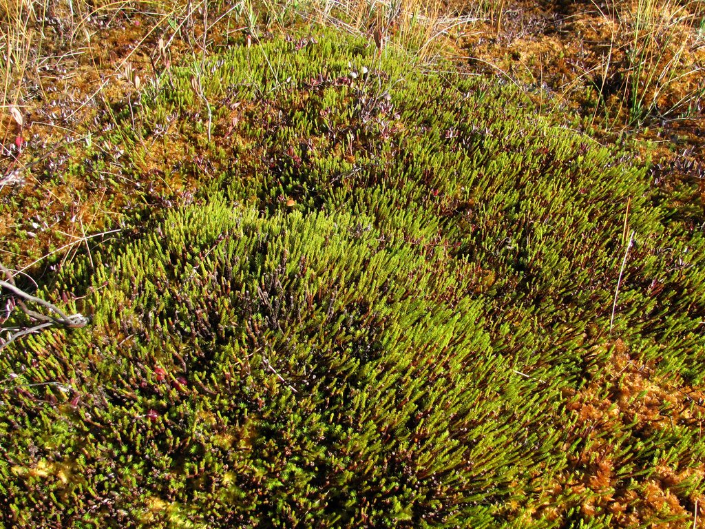 Изображение особи Polytrichum strictum.