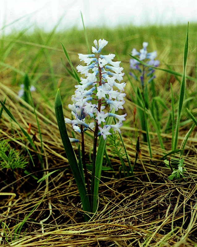 Image of Hyacinthella pallasiana specimen.