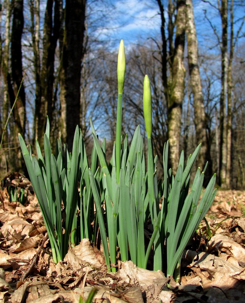 Image of Narcissus tazetta specimen.