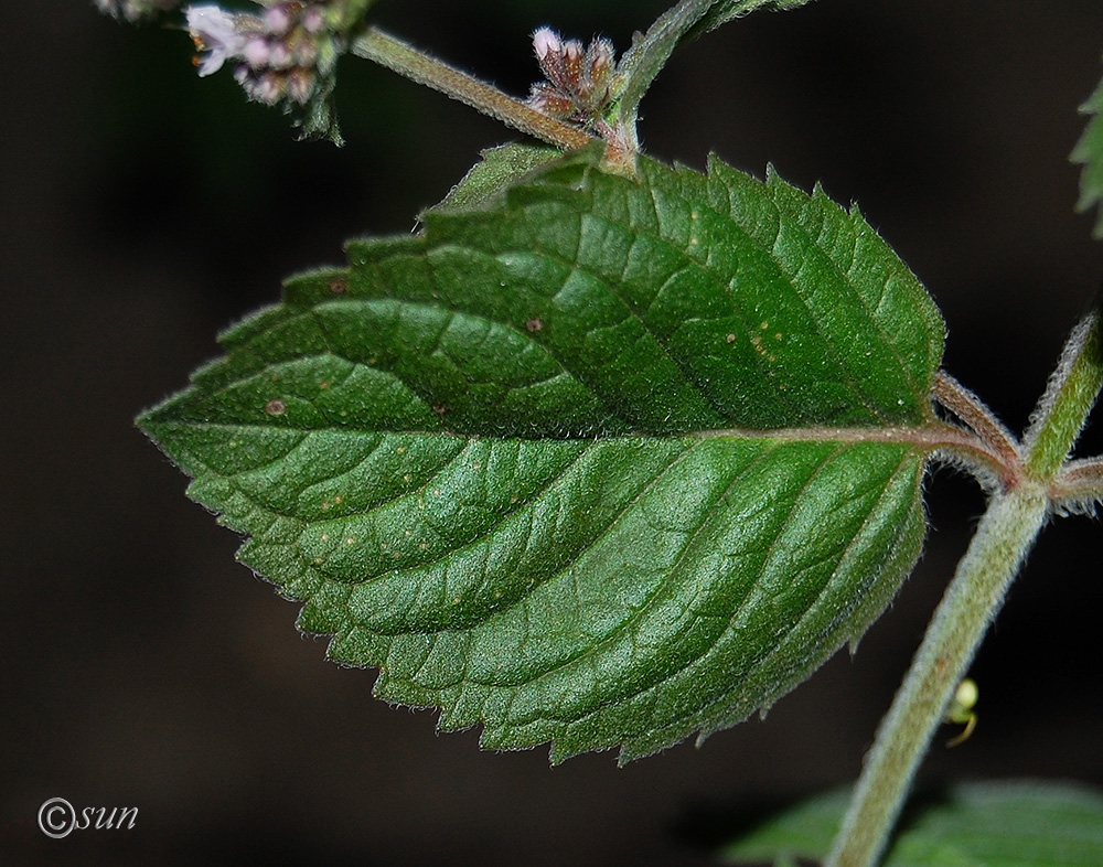 Image of Mentha &times; dumetorum specimen.