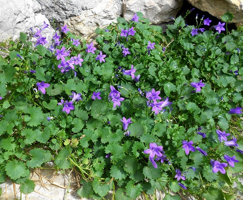 Image of Campanula garganica specimen.