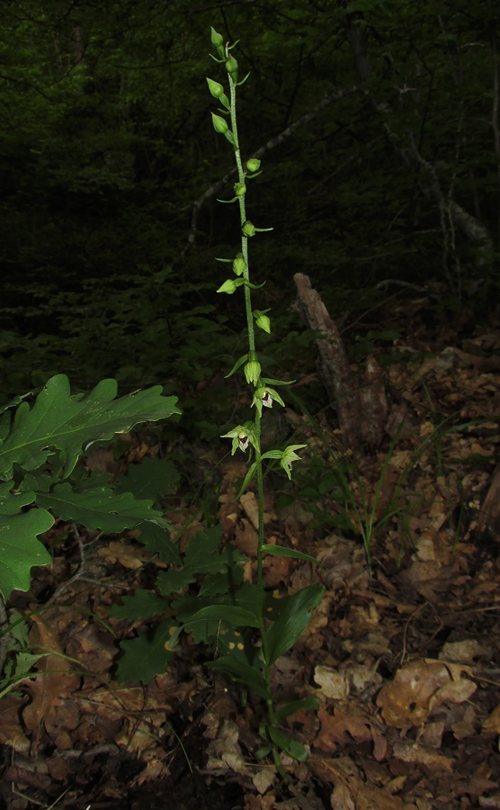 Изображение особи Epipactis muelleri.