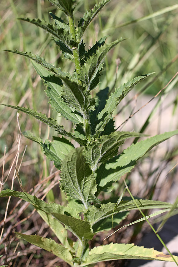 Image of Asyneuma argutum specimen.