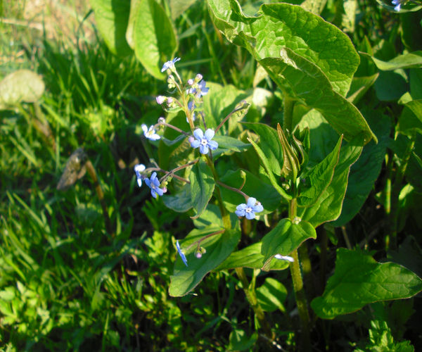 Image of Brunnera sibirica specimen.