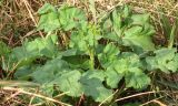 Heracleum sibiricum. Расцветающее растение. Ростовская обл., Неклиновский р-н, Платовское с/п, дол. р. Мокрый Еланчик, на берегу. 27.08.2015.