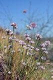 Allium korolkowii