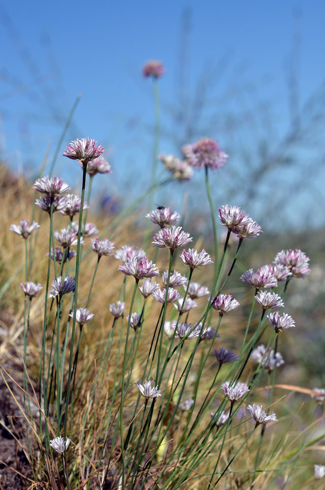 Image of Allium korolkowii specimen.