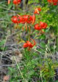 Lilium pumilum