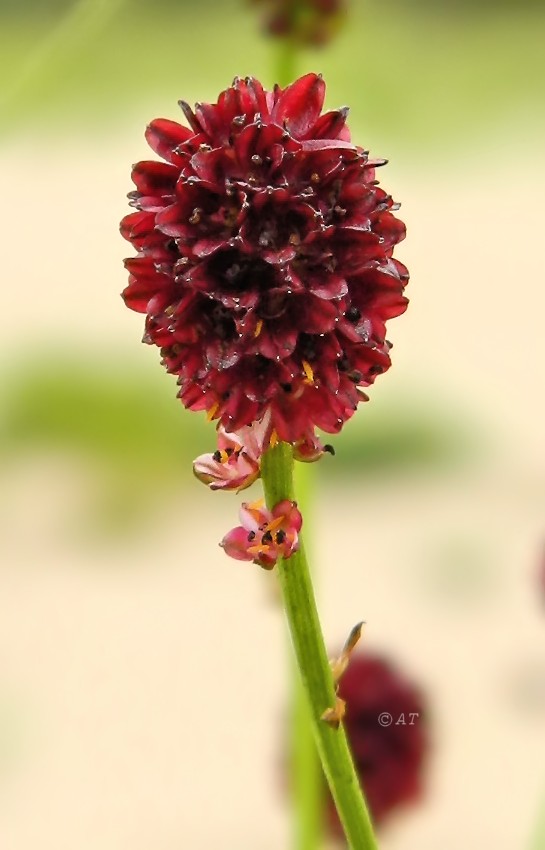 Изображение особи Sanguisorba officinalis.