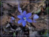 Hepatica nobilis
