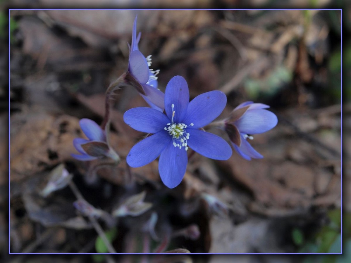 Изображение особи Hepatica nobilis.