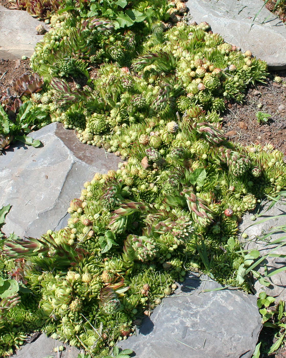 Image of Jovibarba globifera specimen.