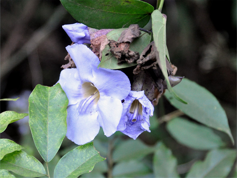 Image of Thunbergia laurifolia specimen.