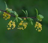 genus Berberis. Верхушка побега с соцветиями. Республика Алтай, Шебалинский р-н, с. Камлак, Горно-Алтайский ботанический сад, экспозиция. 08.06.2015.