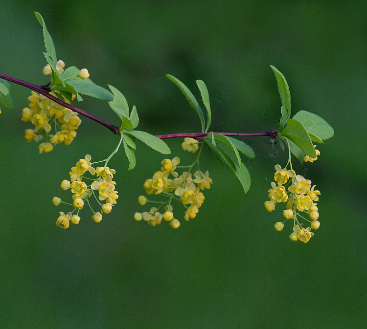 Изображение особи род Berberis.