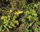 Pastinaca sylvestris