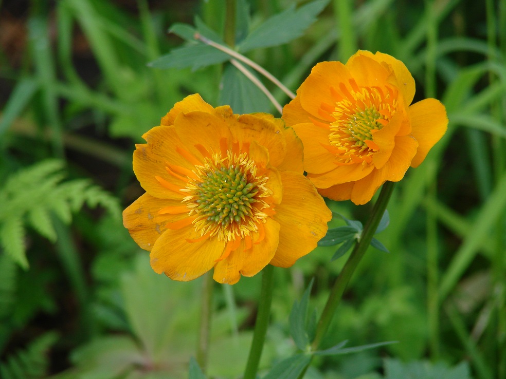 Image of Trollius ircuticus specimen.