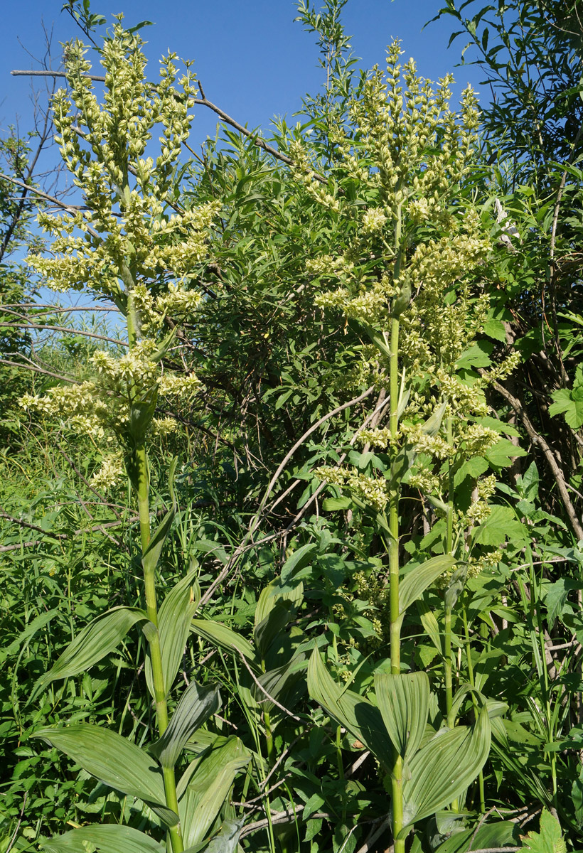 Изображение особи Veratrum lobelianum.